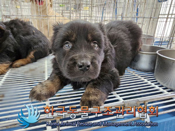 한국동물구조관리협회_441559202300414